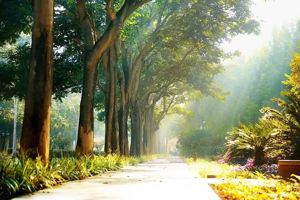Landscape avenue inside Nambiar District 25